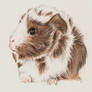 Pastel Guinea Pig