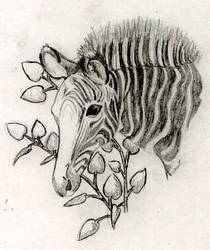 zebra