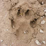 Paw Print