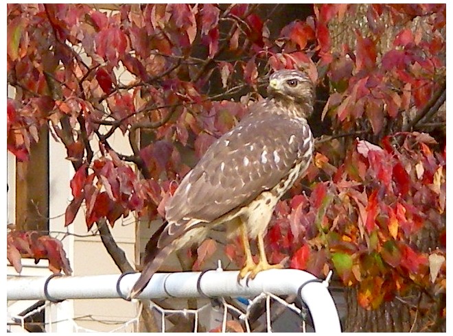 Hawk Friend