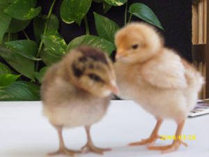 New baby chicks