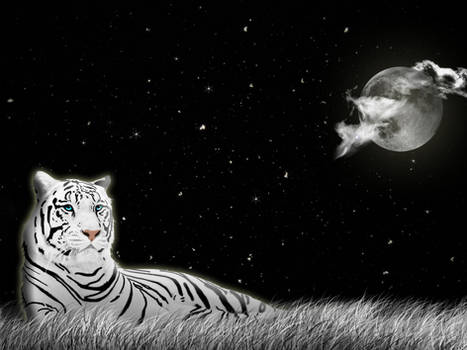 MoonLight Tiger