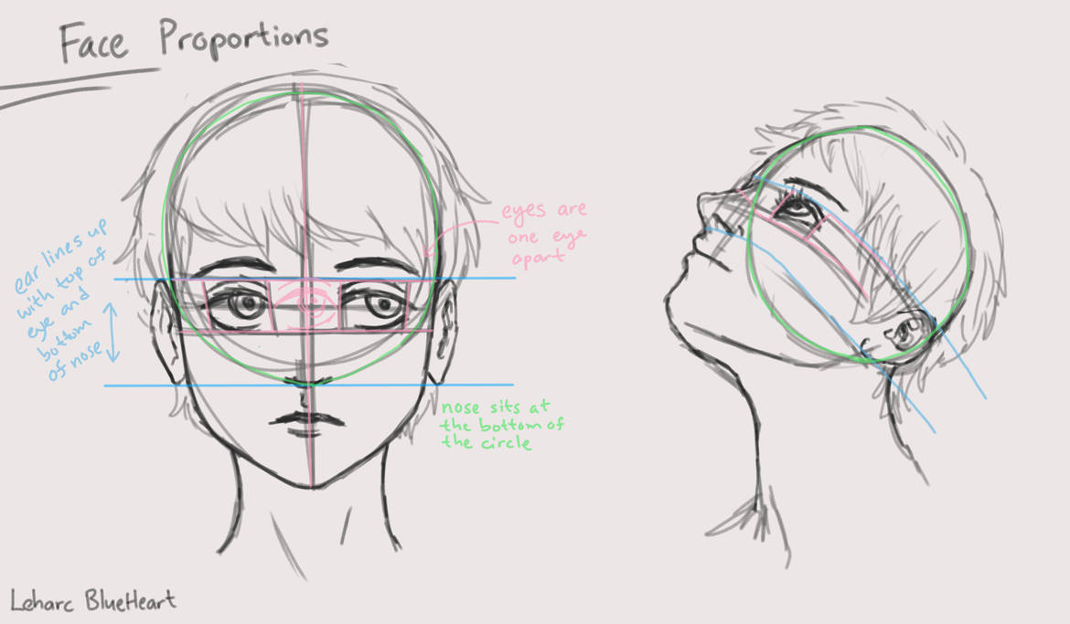 Face Proportions Diagram by Leharc--BlueHeart on DeviantArt