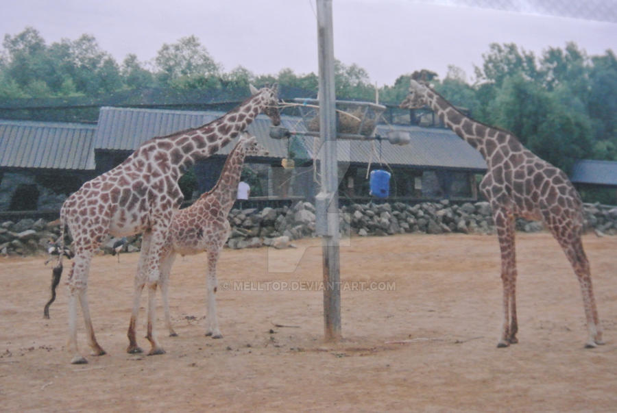 giraffes, feeding time