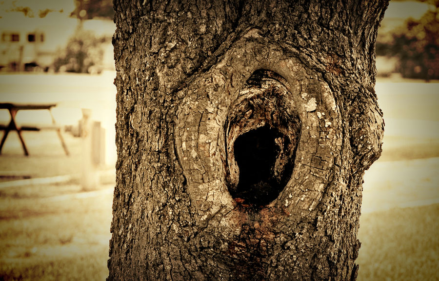 The Secret Tree by ladydragonfly78 on DeviantArt