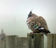 Australian crested pigeon