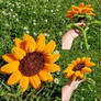 Pipe cleaner sunflower