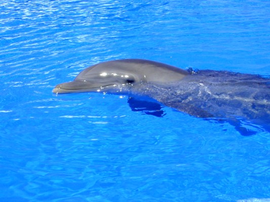 Dolphin