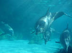 Dolphins. by new555