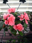 Azaleas. by new555