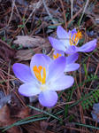Firsr flowers... by new555