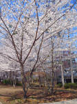 Flowering cherry. by new555