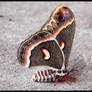 Cecropia Moth