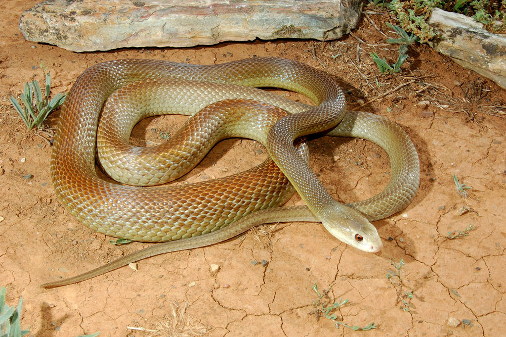 Самые ядовитые змеи фото. Тайпан Маккоя змея. Внутриматериковый Тайпан. Самая ядовитая змея в мире Тайпан. Змеи Австралии Тайпан.