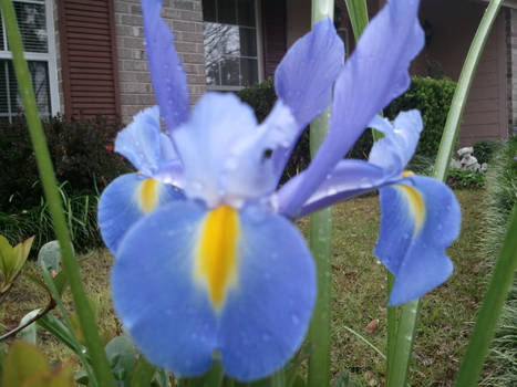 Fresh Iris