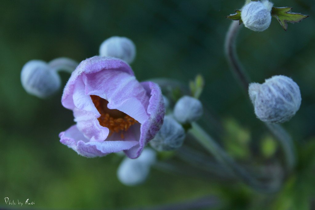 1 - Pastel flower...