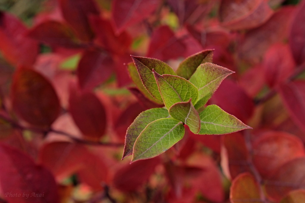 149 -  Autumn colors - red...