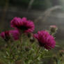 240 - Asters...