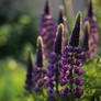 264 - Lupines...
