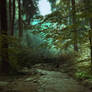 Forest Premade-1