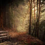 Free Premade Forest6