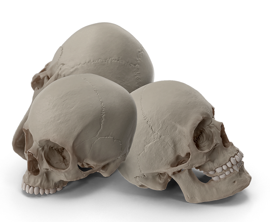 Skulls