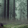 premade Forest A1