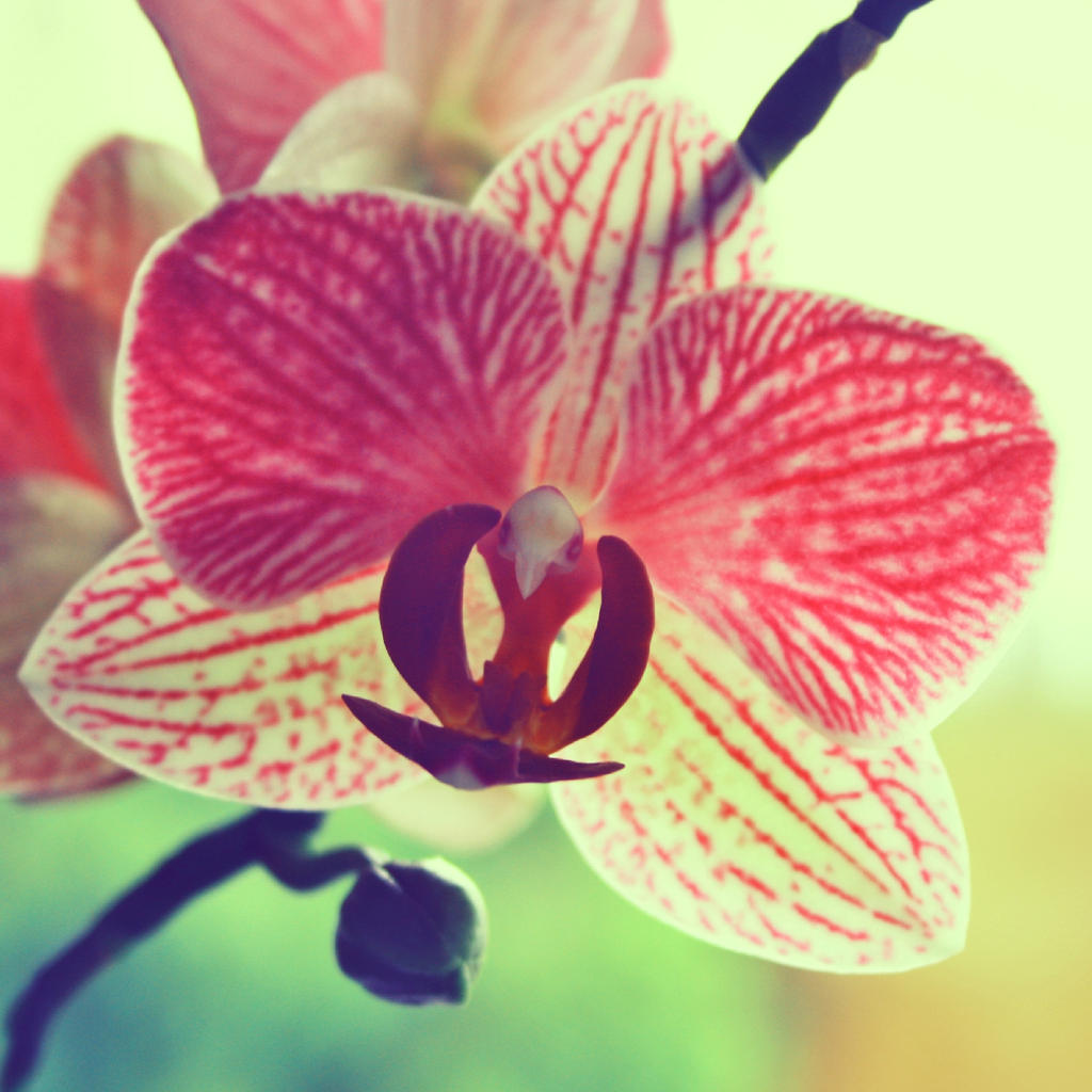 Orchid II