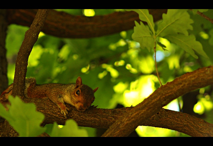 Behind The Leaves