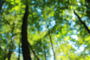 Forest Bokeh 3 by eleutheria-stock Forest Bokeh 3 by eleutheria-stock