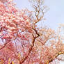 Cherry Blossom Tree Edit