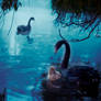 Swan lake