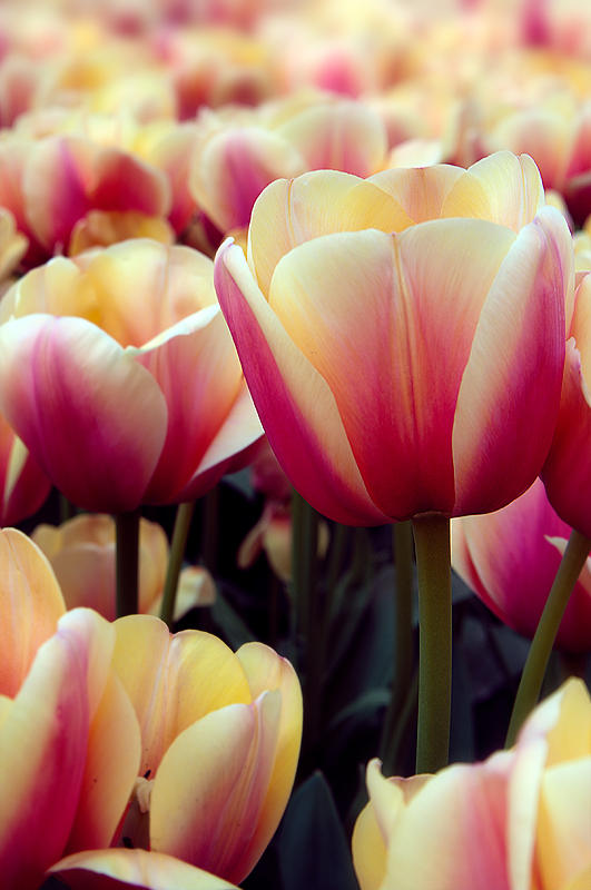 Spring Pallete Part III by cynop on DeviantArt