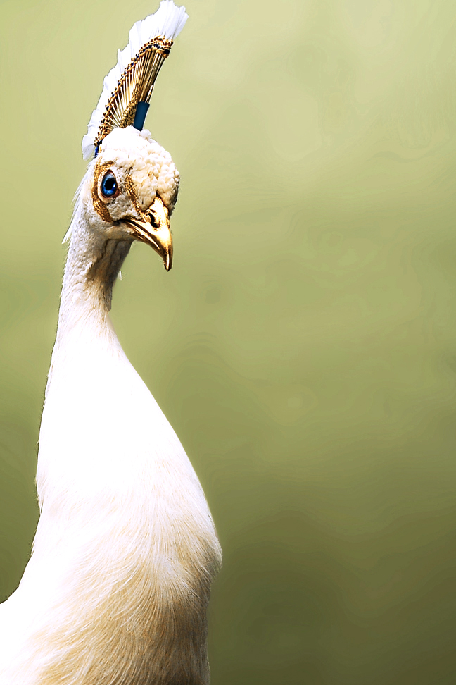 Leucistic Peacock