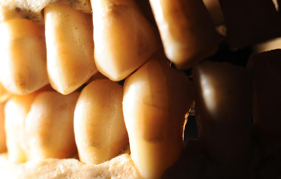 Human Skull macro teeth