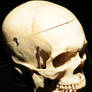 Human Skull side view