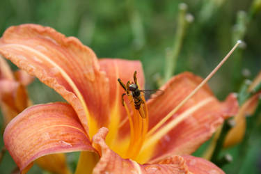 Syrphidae I