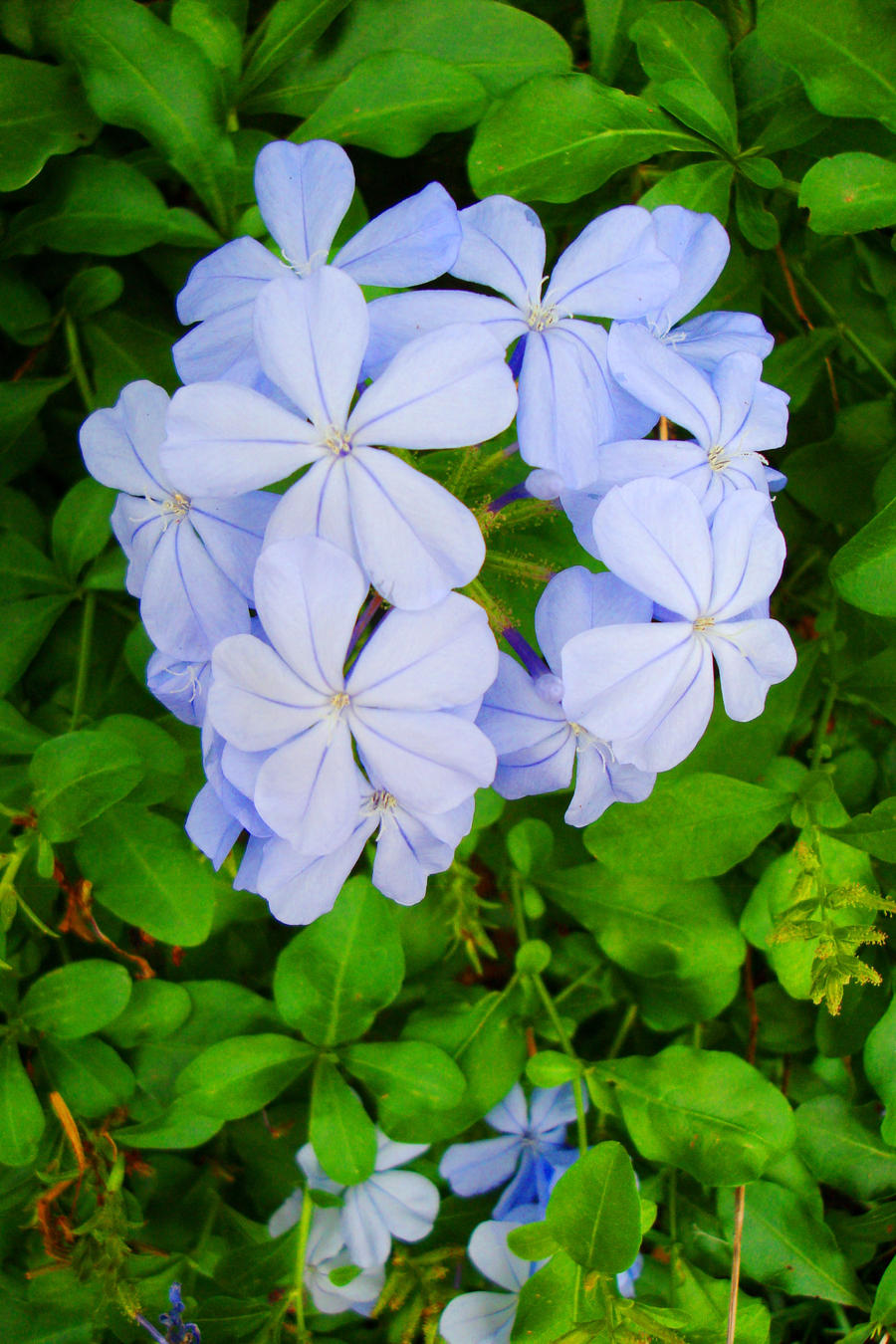 Purple Petals