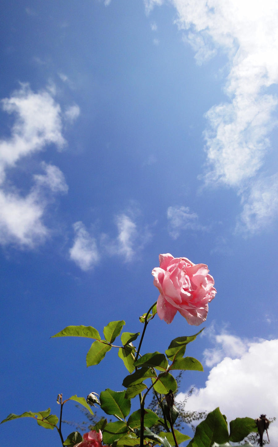 The Rose and Sky