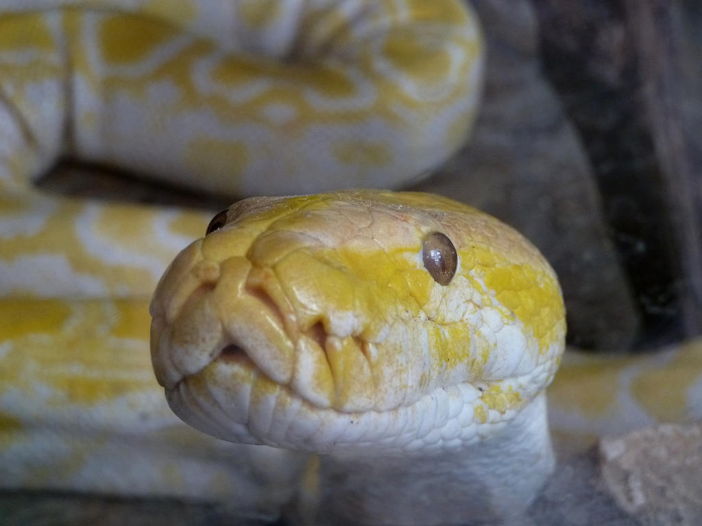 Python portrait by Nekoazuma on DeviantArt