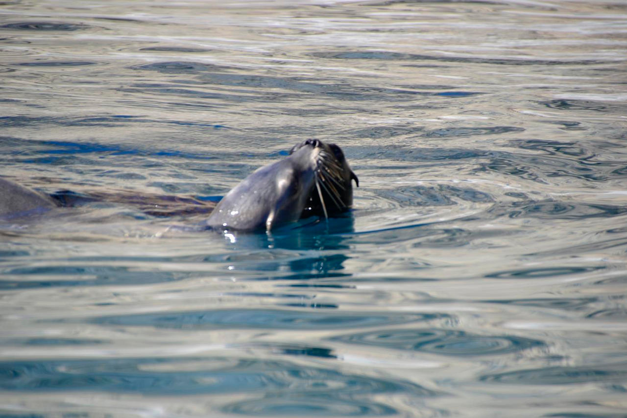 Kissing Sea Lions