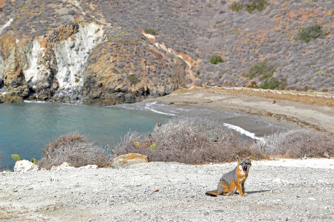 Catalina Island Fox (Urocyon littoralis catalinae)