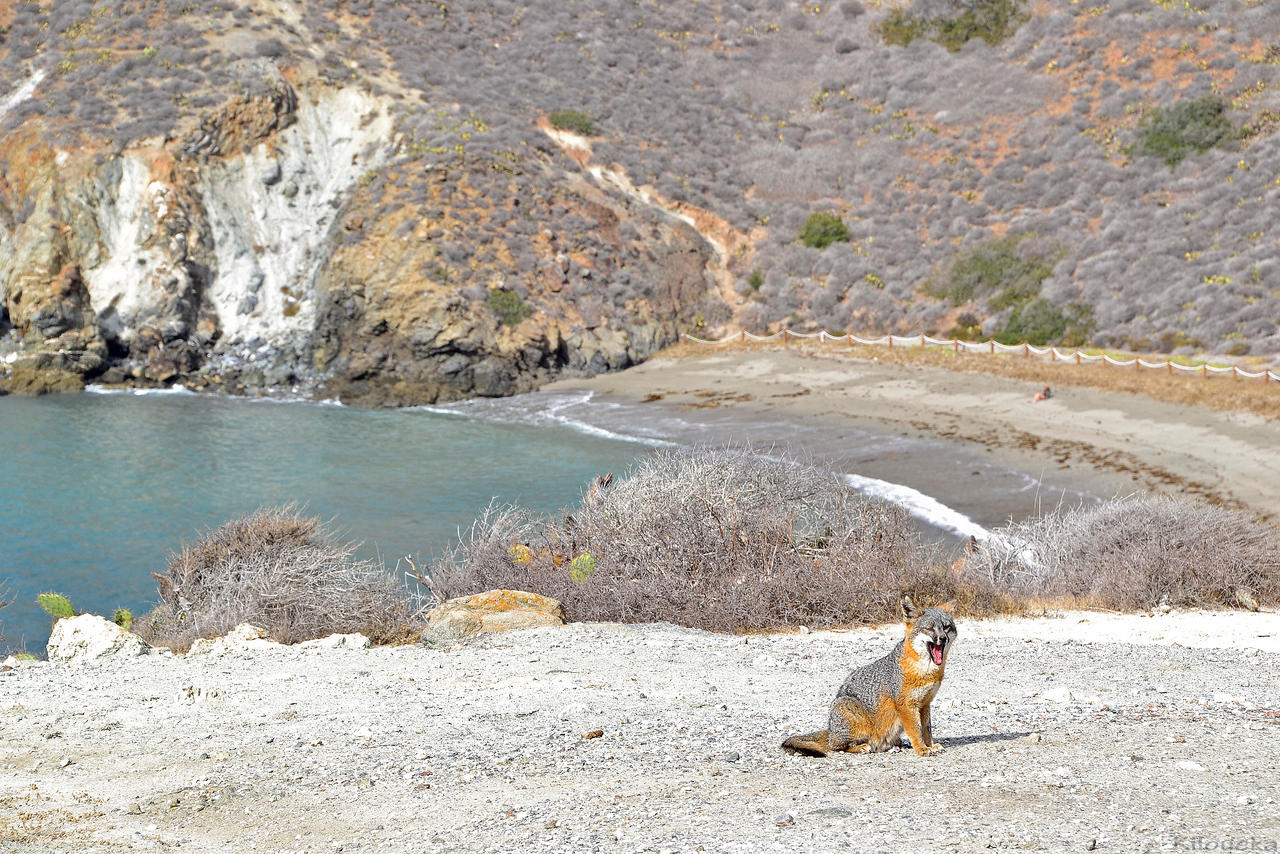 Catalina Island Fox (Urocyon littoralis catalinae)