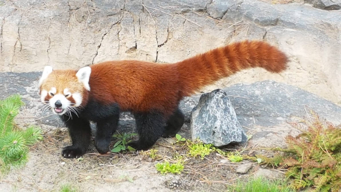 Stone pooping red panda by on
