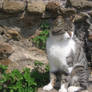 Cat in Ostia 2