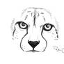 Cheetah Scan