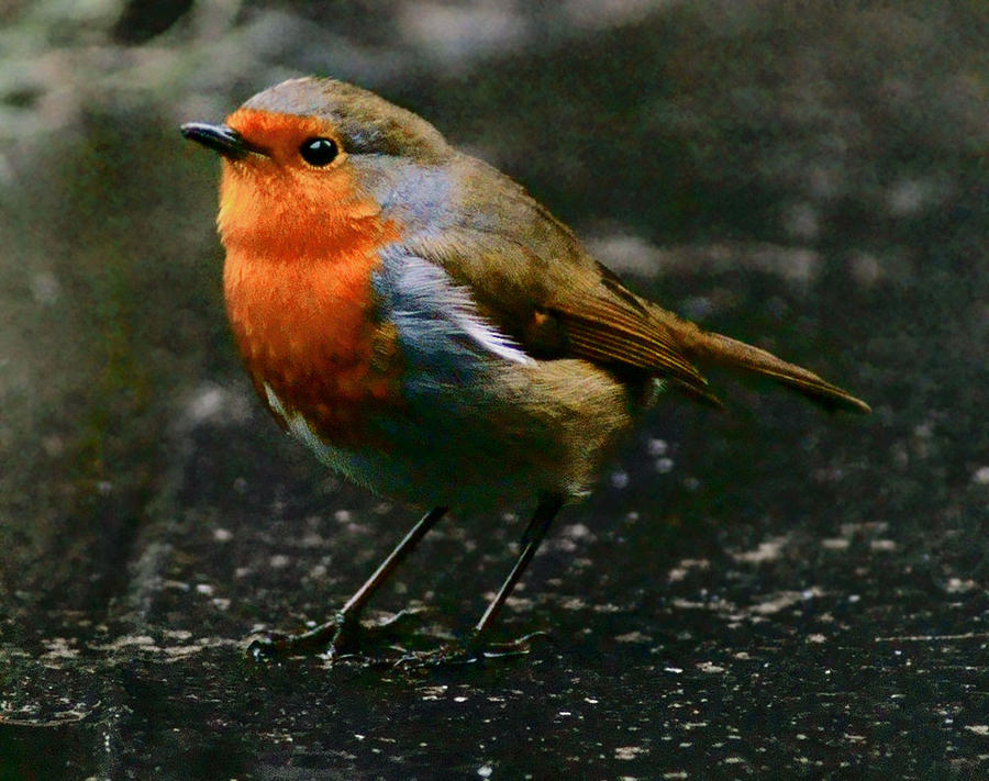 The Robin edited