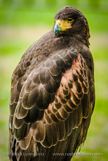 Golden Eagle