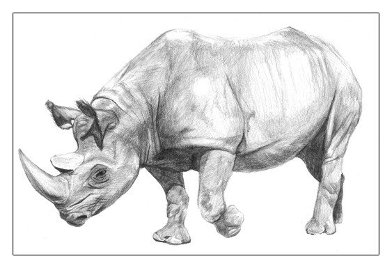 Rhino