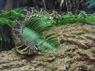 EasternDiamondbackRattlesnakebyLynda1339.91920